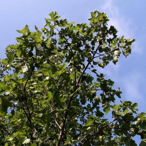 green leaves with dark-brown branches