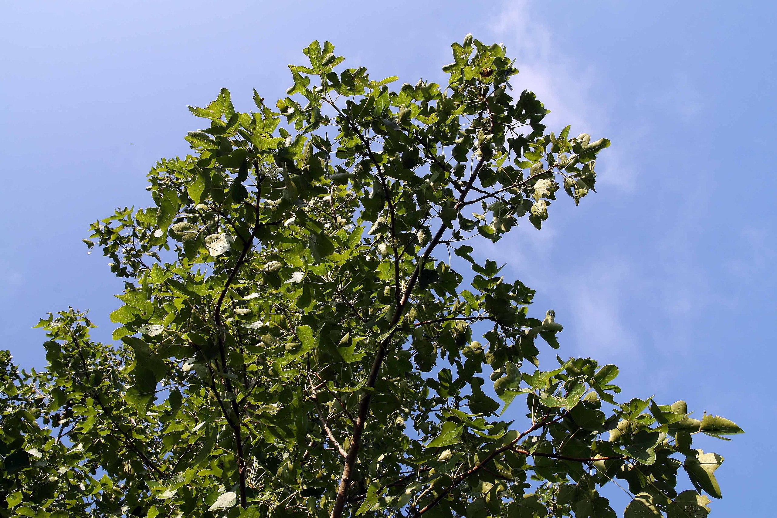 green leaves with dark-brown branches