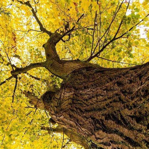Lime-yellow leaves, dark-brown stems, dark-brown branches and trunk