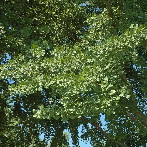 Green leaves and light-brown branches