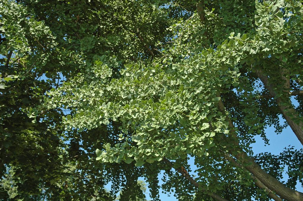 Green leaves and light-brown branches