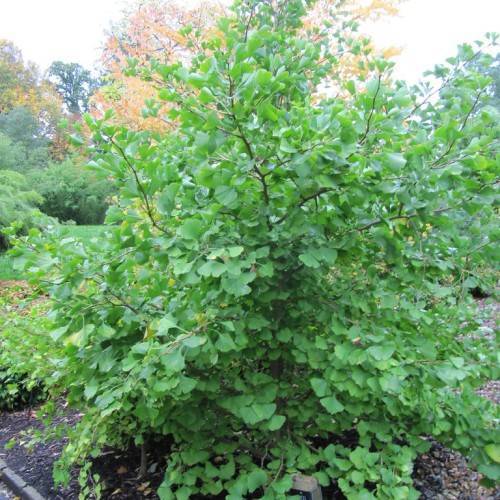 bushy tree with dark brown stems and green leaves