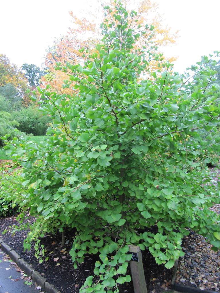 bushy tree with dark brown stems and green leaves