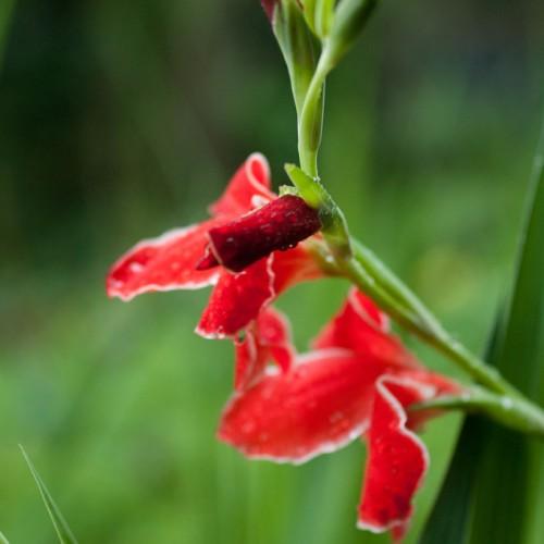 Red flower with green sepal and green stem