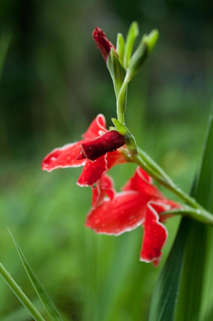 Red flower with green sepal and green stem