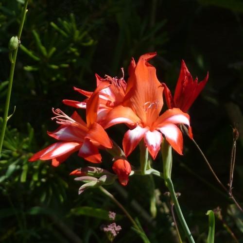 Red-white flower with green petiole, burgundy-green buds, red-white anthers and green stems