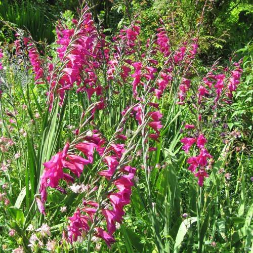 Gladiolus communis var. byzantinus; shocking-pink, bell-shaped flowers spike with green stems and narrow, green, spear-like leaves