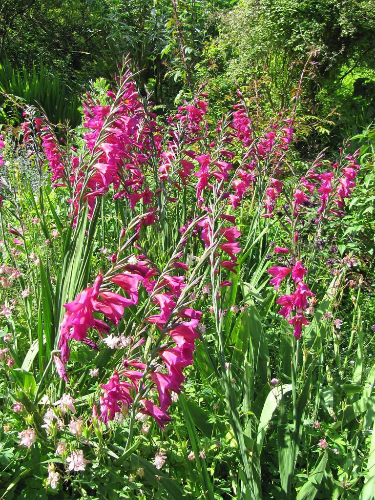 
Gladiolus communis var. byzantinus; shocking-pink, bell-shaped flowers spike with green stems and narrow, green, spear-like leaves 