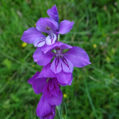 Violet flower with light-gray anthers and green stems
