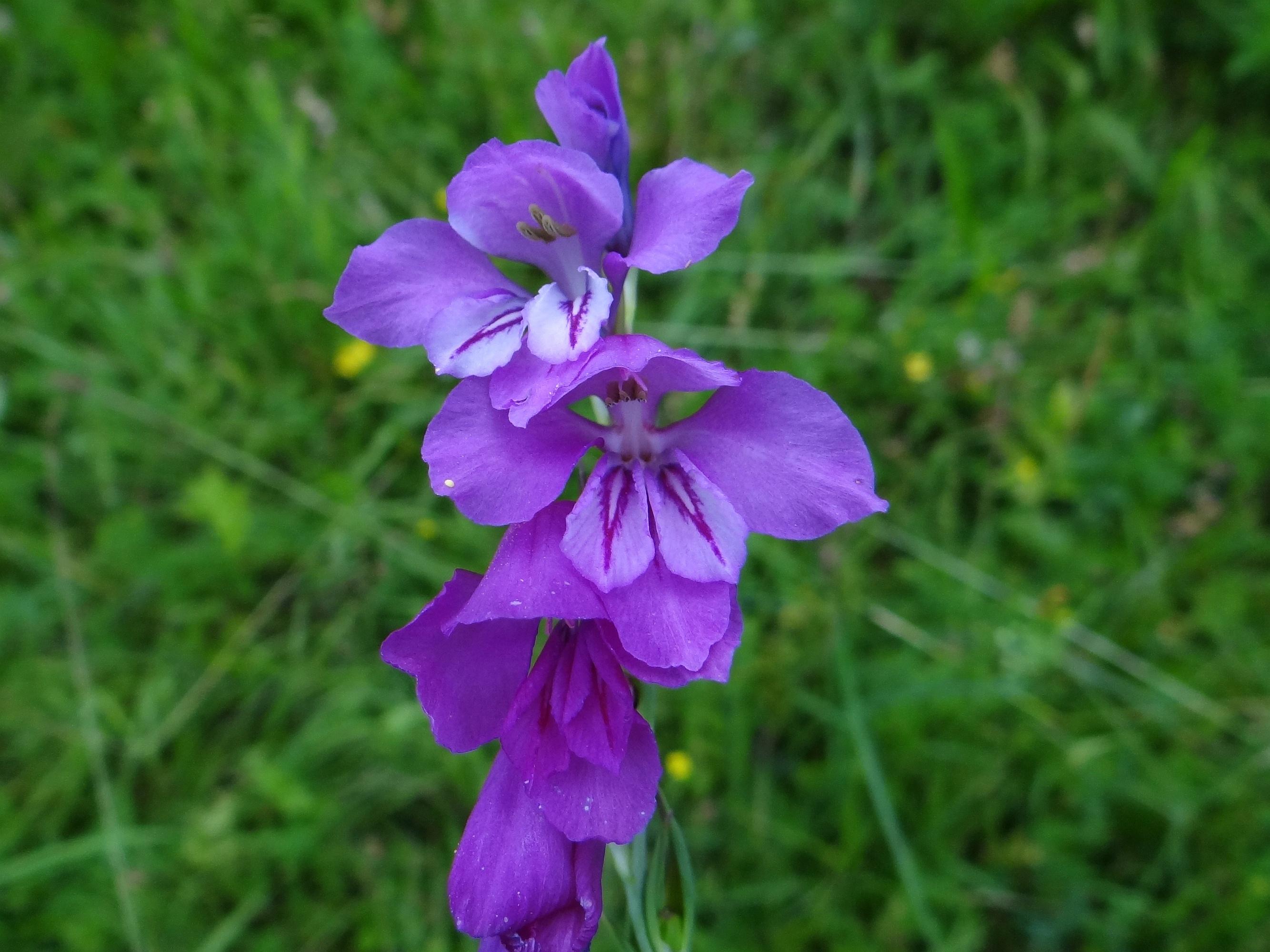 Violet flower with light-gray anthers and green stems
