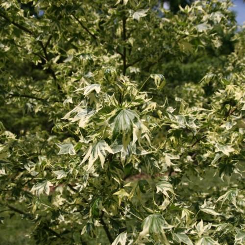 green leaves on light-green stems and dark-brown branches
