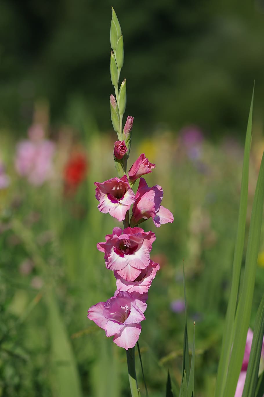 magenta flower with yellow-white center, white stigma, white anthers, magenta buds, green stems and green leaves