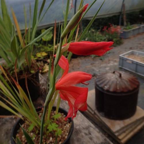 red flowers with spike-shaped petals green bud, sepals, and stem