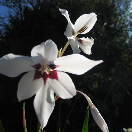 White flower with maroon-burgundy center, off-white pistil, green leaves, off-white stems and white buds