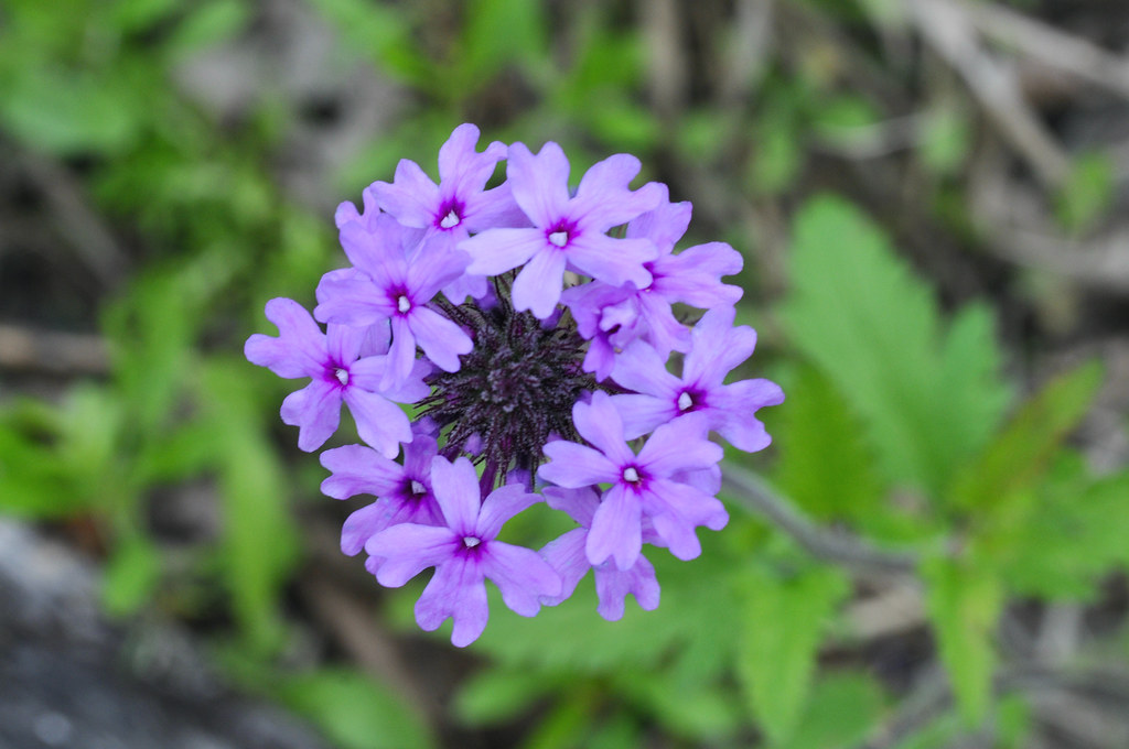 cluster of purple-colored, small flowers with navy blue stamens and purple stem