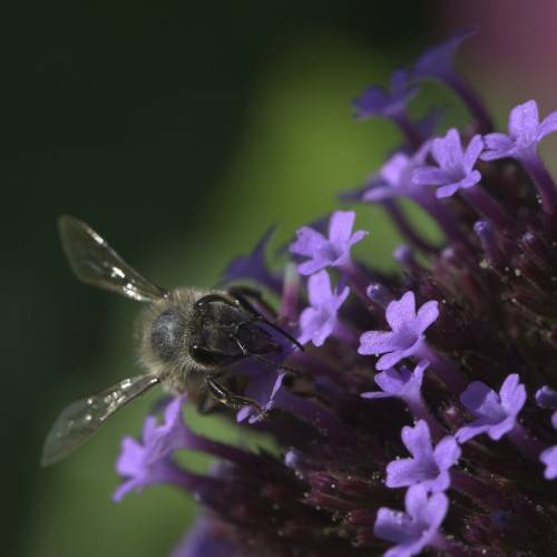 Rose vervain(Glandularia canadensis 'Greystone Daphne'); tiny purple flowers, violet stamens, bee sitting on it