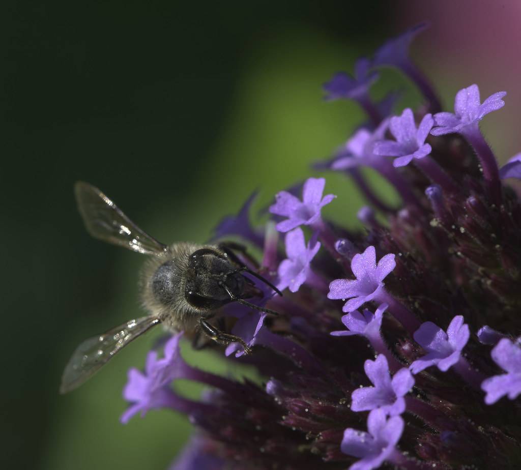 Rose vervain(Glandularia canadensis 'Greystone Daphne'); tiny purple flowers, violet stamens, bee sitting on it 
