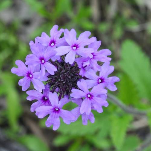 cluster of purple-colored, small flowers with navy blue stamens and purple stem