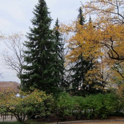 conical-shaped, upright trees with dark green leaves