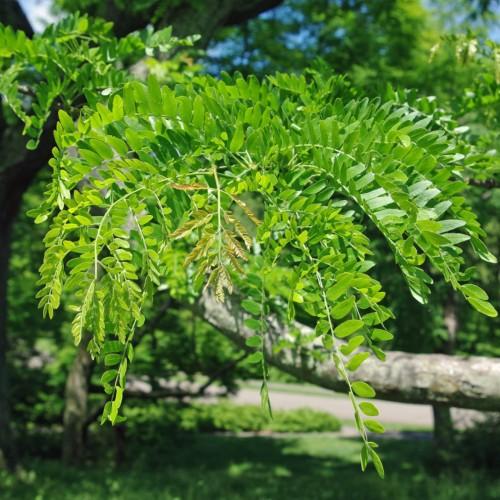 Green leaves with green stems and light-gray branches
