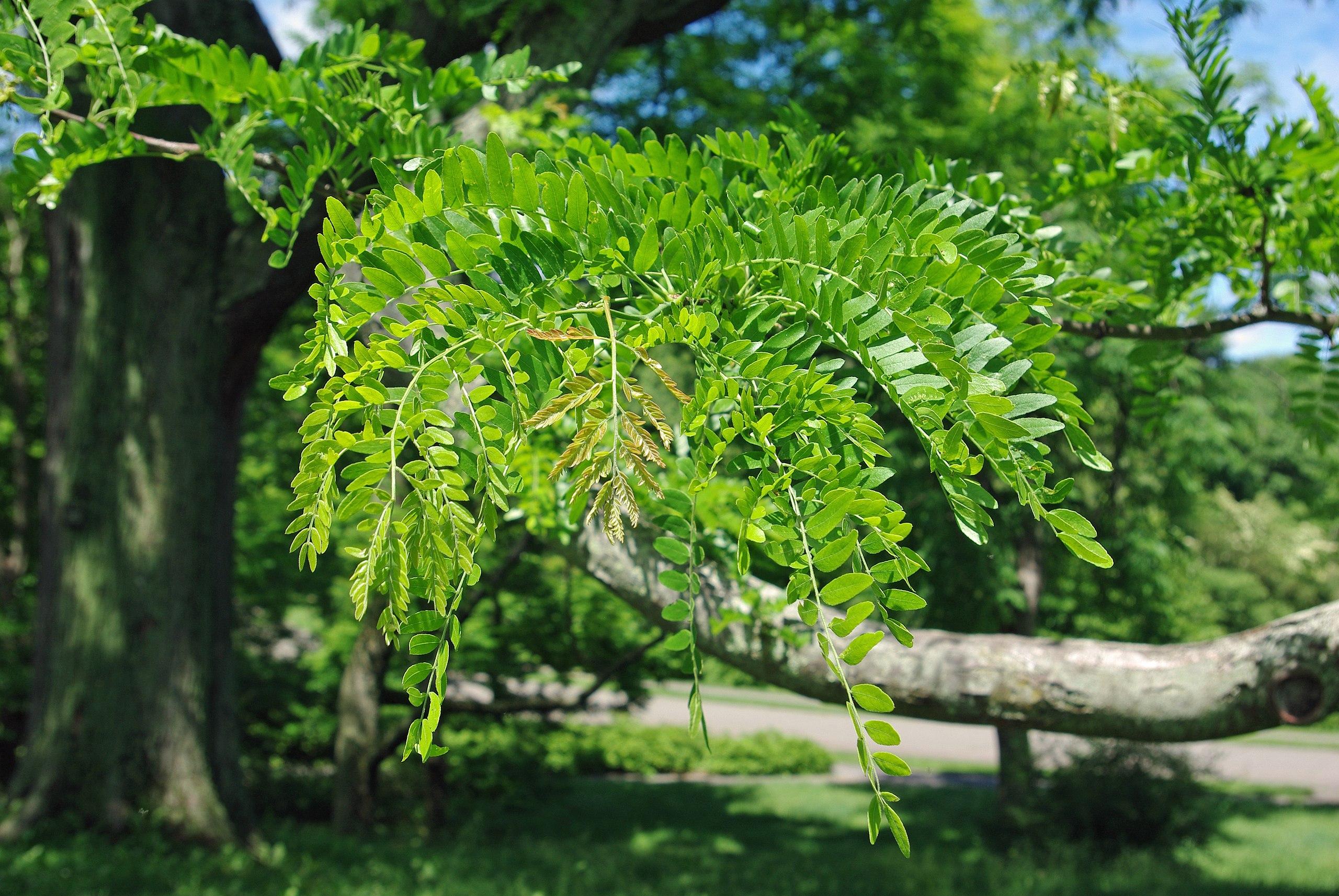 Green leaves with green stems and light-gray branches