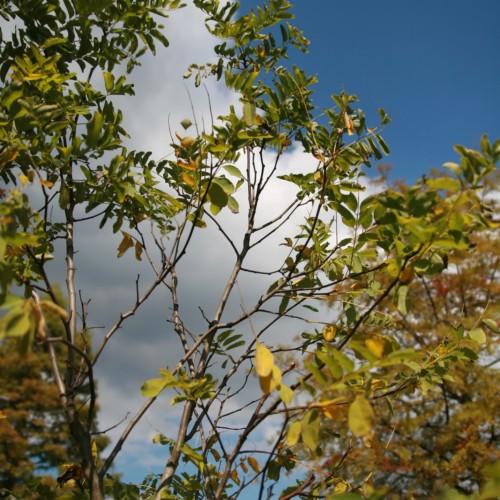 Yellow-green leaves with light-brown stems