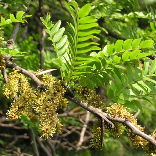 green leaves with red-lime flowers on lime stems and dark-brown branches