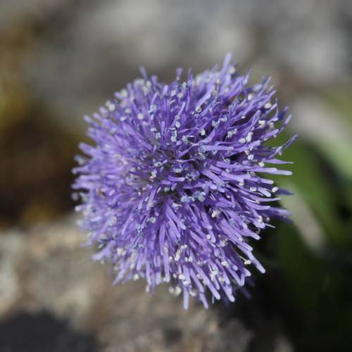purple-blue, pom-pom-like, feathery flower