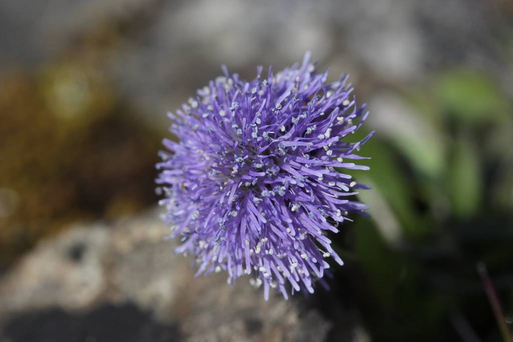 purple-blue, pom-pom-like, feathery flower