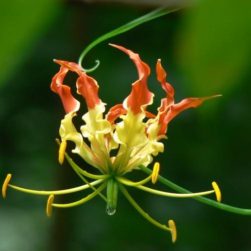 Yellow-red flower with green pistil, yellow anthers, lime-green filaments, green leaves and stems