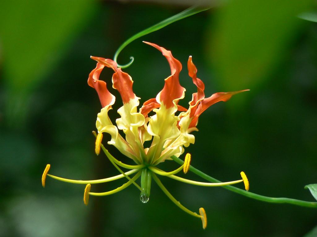 Yellow-red flower with green pistil, yellow anthers, lime-green filaments, green leaves and stems