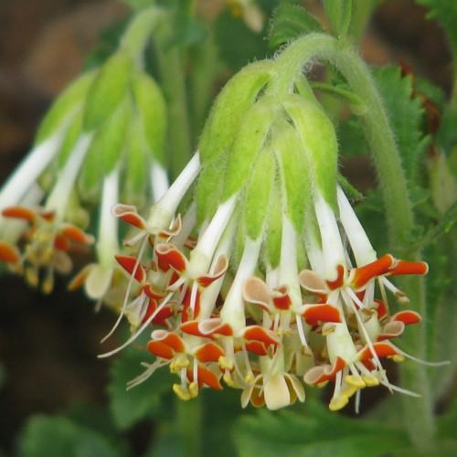 red-white flower with white stigma, yellow anthers, white anthers, lime-green leaves, white hair and light-green stems