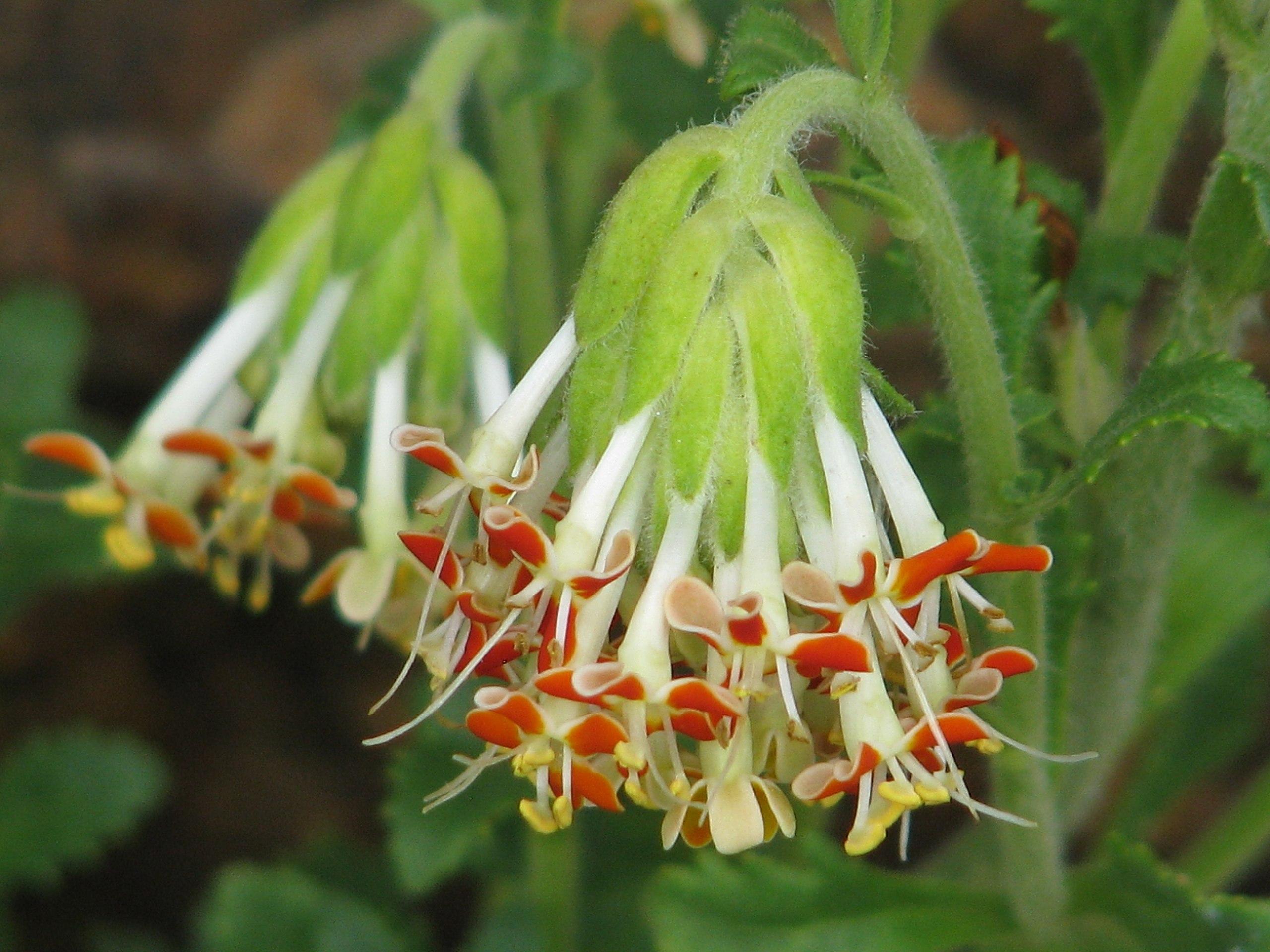 red-white flower with white stigma, yellow anthers, white anthers, lime-green leaves, white hair and light-green stems