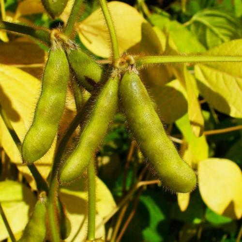 Lime-green buds, lime-green stems with green pods and yellow leaves