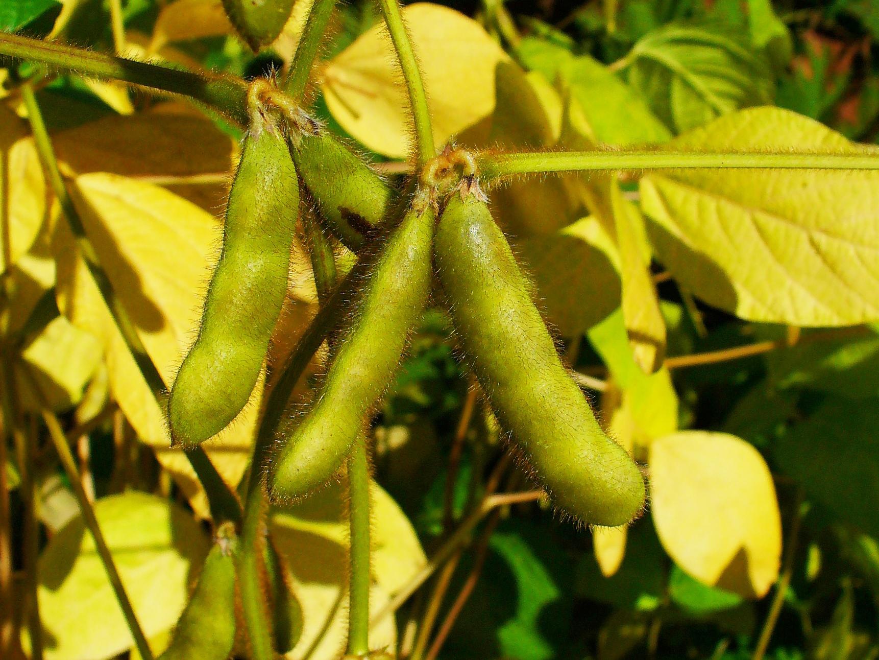 Lime-green buds, lime-green stems with green pods and yellow leaves