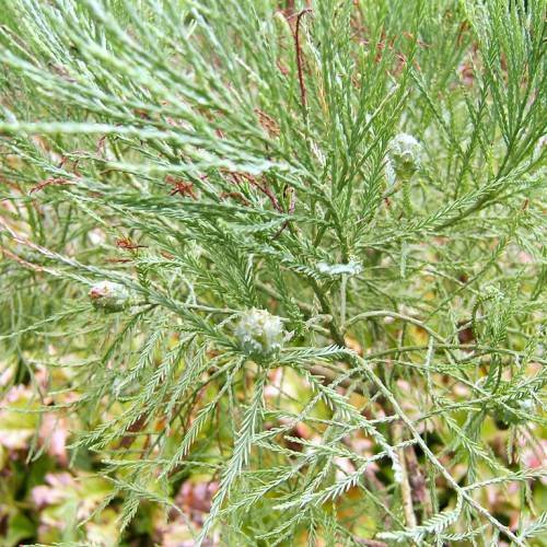 fern-like, green leaves, round, thorny fruits, and green stems