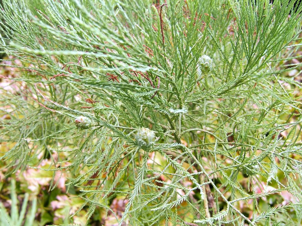 fern-like, green leaves, round, thorny fruits, and green stems 