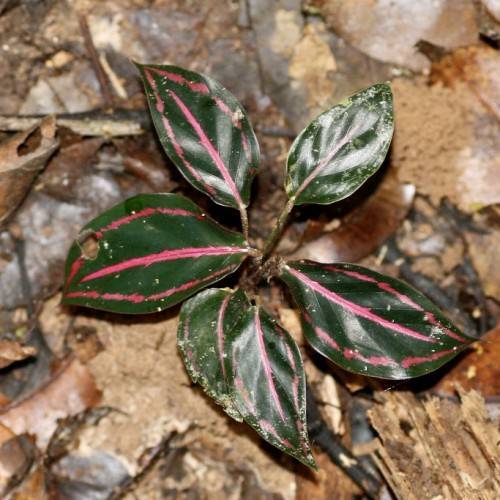 shiny, dark green, smooth leaves with red midribs and green-brown petioles