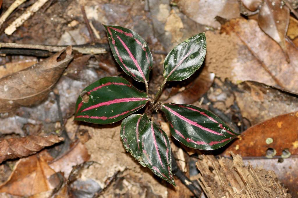 shiny, dark green, smooth leaves with red midribs and green-brown petioles 