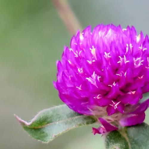 Purple flower with white center, white anthers, white stigma, dark-green leaves and yellow midrib