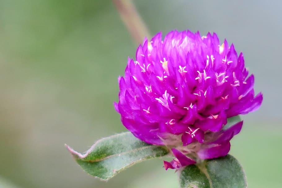 Purple flower with white center, white anthers, white stigma, dark-green leaves and yellow midrib