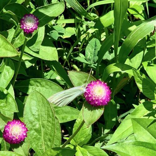 small, globe-shaped, dense, shocking pink flowers with green stems and oval-shaped green leaves