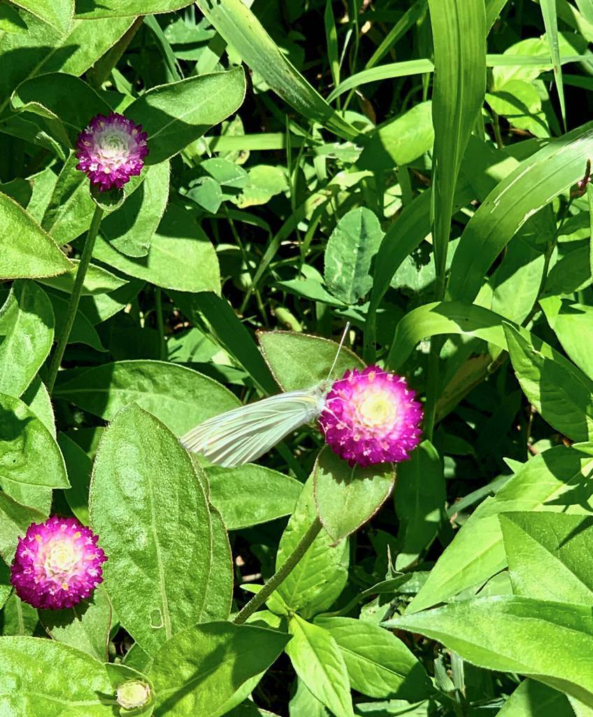 small, globe-shaped, dense, shocking pink flowers with green stems and oval-shaped green leaves