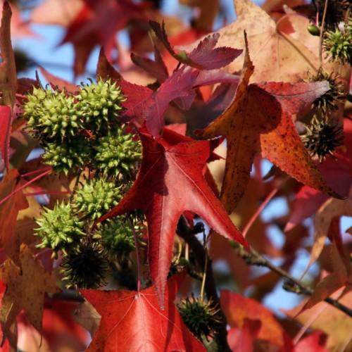 lime fruits, peach-red leaves with pink petioles, and brown branches