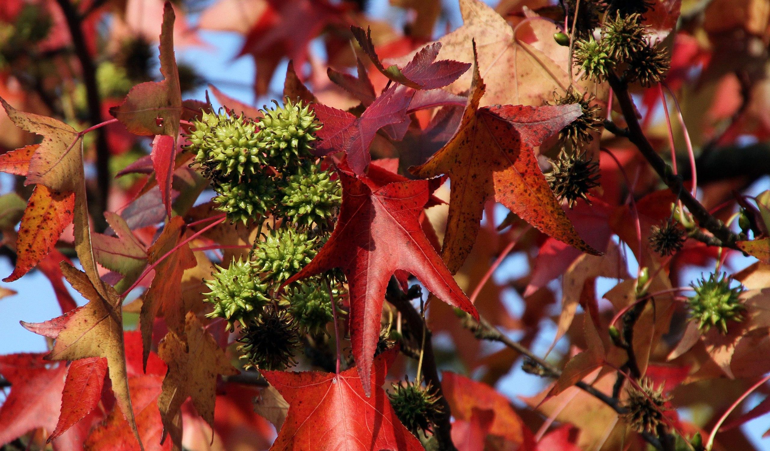 lime fruits, peach-red leaves with pink petioles, and brown branches