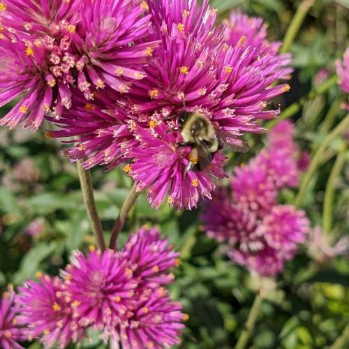 round-shaped, rich purple flowers with tubular-like petals and pinkish-green stems