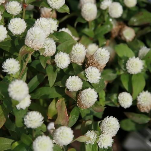 White flower with green leaves and light-green stems