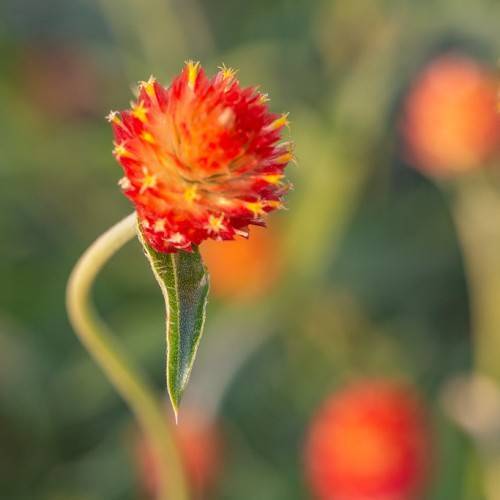 reddish-orange, round, dense flower with green smooth leaf