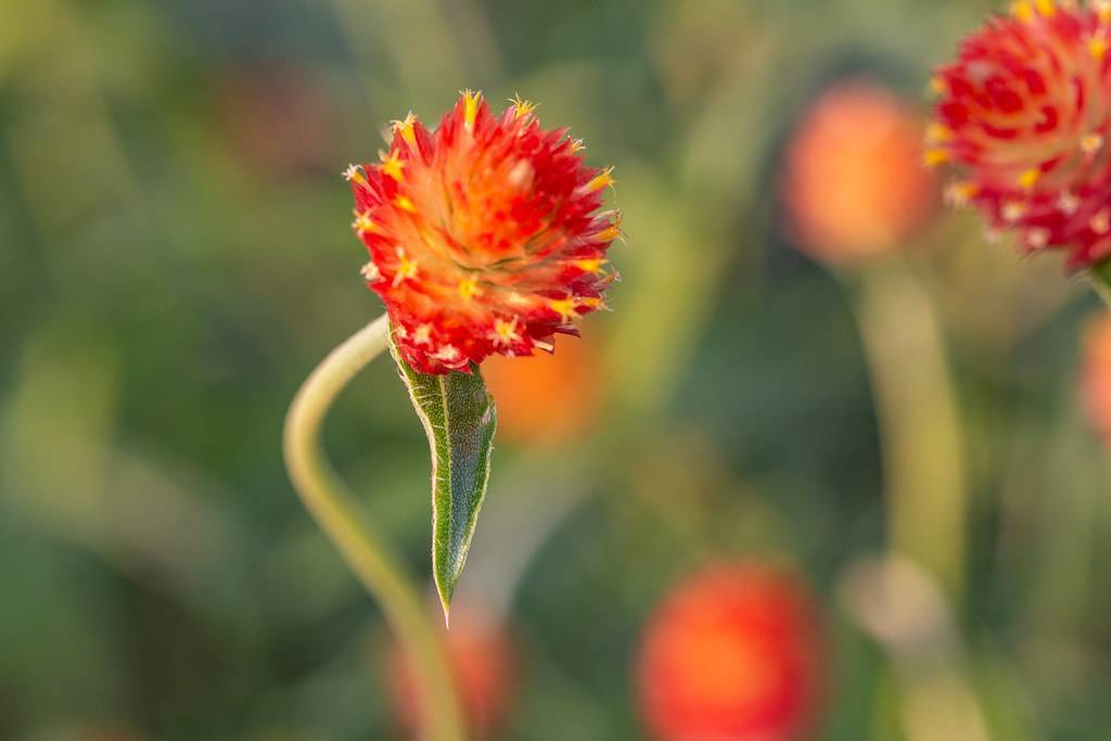 reddish-orange, round, dense flower with green smooth leaf