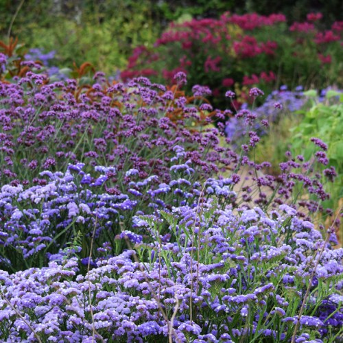 Lavender-violet flower with green leaves and stems.